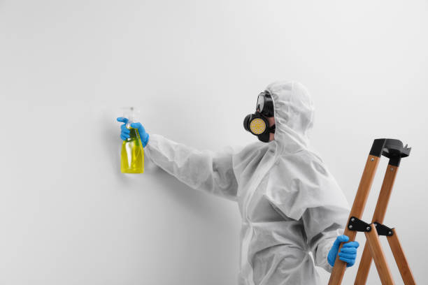 Best Basement Mold Removal in USA